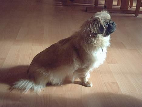 Tibetansk spaniel kira billede 3