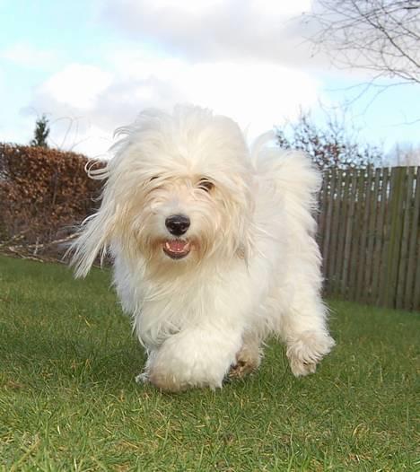 Coton de tulear Rosa billede 2