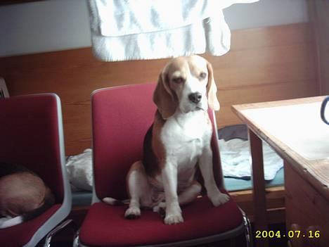 Beagle Gunhild - Så er vi på VSS *s* billede 1