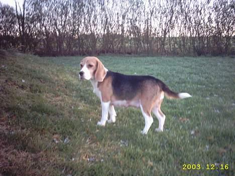 Beagle Gunhild - Maven hænger lidt, men har også lige fået 7 hvalpe! billede 2