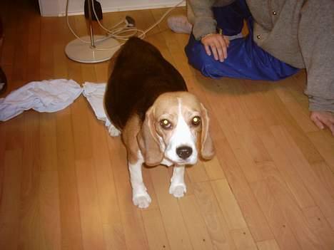 Beagle Gunhild - Her er hvalpene stadig i maven, men veerne er kommet billede 3