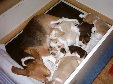 Beagle Gunhild - Endelig kom de, puha det var hårdt! billede 4