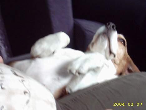 Beagle Gunhild - Ahh, dejligt med en hyggestund billede 5