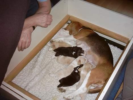 Beagle Gunhild - Endnu et af Gunhild med hendes vidundere :-) billede 6