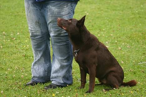 Australsk kelpie Andy (Born To Work Andy) - Andy til LP1 prøve 30. juli 2005 - Foto Carina Enevoldsen billede 2