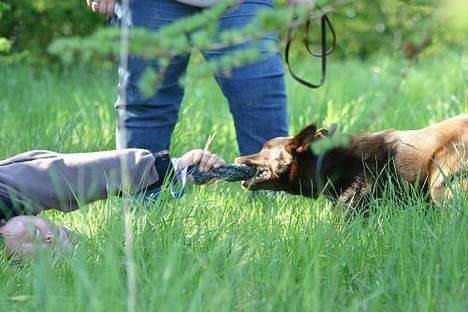 Australsk kelpie Andy (Born To Work Andy) - Andy i trækkeleg med Carina Graversen, TW05 - fotograf Carina Enevoldsen billede 3