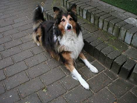 Collie langhåret Soffi R.I.P :´( - Haha, vil ikk være sød på billeder..  :P billede 6