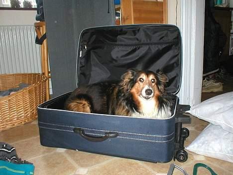 Collie langhåret Soffi R.I.P :´( - Rejse klar.. Hehe.. :D billede 7