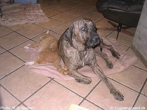 Fila brasileiro Garbosa De Los Tres Naran - Garbosa hviler med katten Ping billede 12