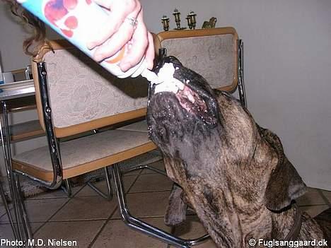 Fila brasileiro Garbosa De Los Tres Naran - ELSKEEEEEEEEEEEER Flødeskum ;-) billede 13