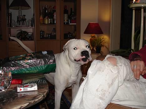 Amerikansk bulldog Chopin - Klovnefjæs..... 17/1-07 billede 12