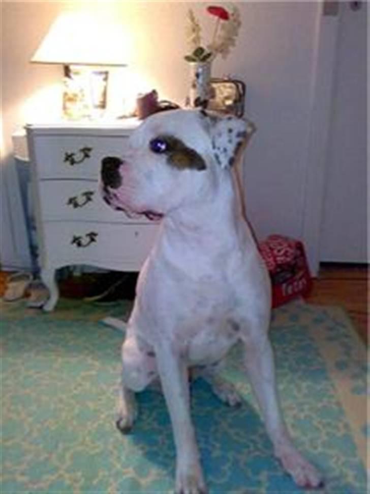 Amerikansk bulldog Chopin - 14/6-08 (taget med mobil) billede 13