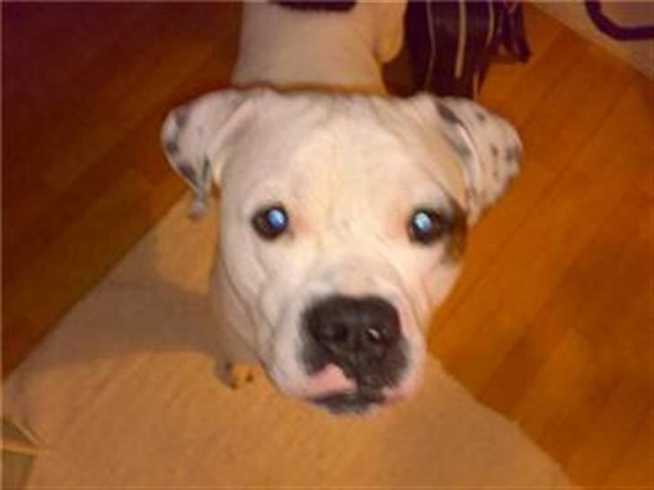 Amerikansk bulldog Chopin - 14/6-08 (taget med mobil) billede 14