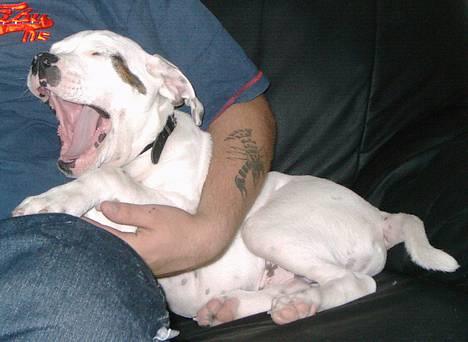 Amerikansk bulldog Chopin - Gaaaaab billede 15