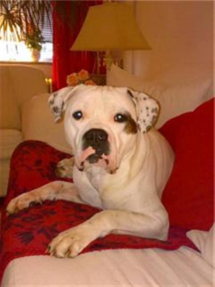 Amerikansk bulldog Chopin - 14/6-08 (taget med mobil) billede 16