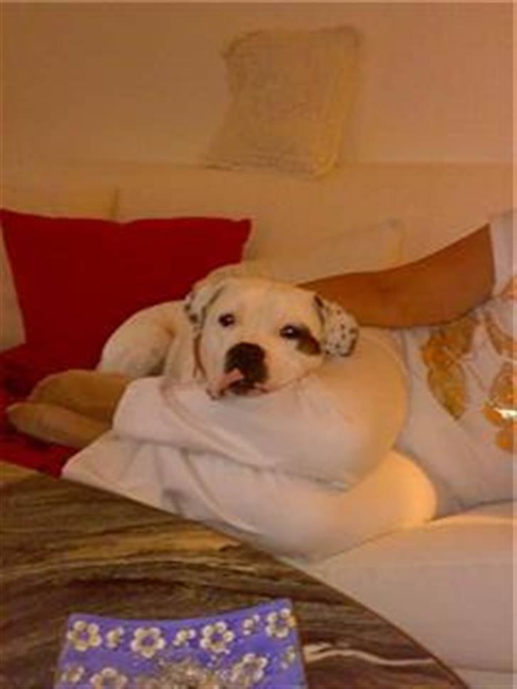 Amerikansk bulldog Chopin - 14/6-08 (taget med mobil) billede 17