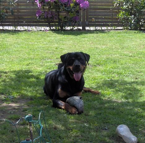 Rottweiler Rex - leger lige med min fodbold, eller det som er tilbage af den.... billede 11