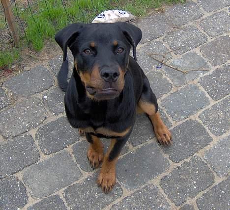 Rottweiler Rex - Far sagde sit, så det gjorde jeg lige.. billede 12