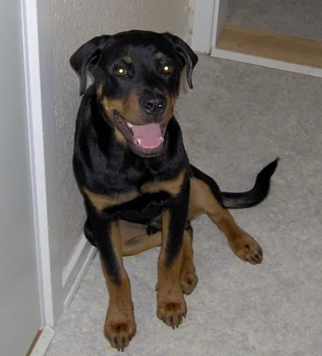 Rottweiler Rex - Pyha hvor er det varmt... billede 13