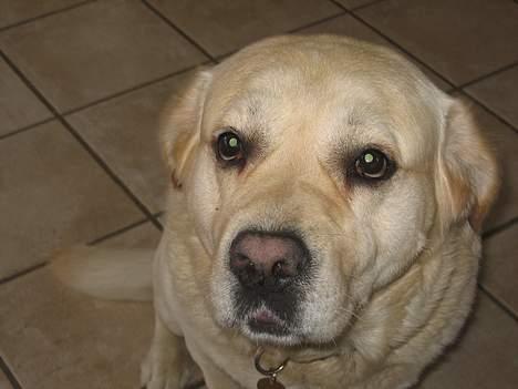 Labrador retriever Zack - Ååååårrh gi´ mig nu den pølse... Pleeease billede 1