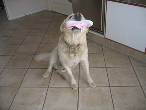 Labrador retriever Zack - Yo. Kawasaki ER virkelig fede sko! - Også til hunde billede 2