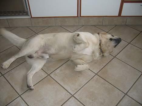 Labrador retriever Zack - Jeg er hys, jeg er hys! Jeg er... DAMP! billede 3