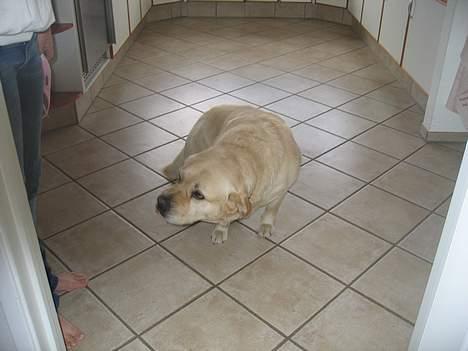 Labrador retriever Zack - Ja okay... jeg skammer mig.. jeg skal nok skamme mig over det.. ja jeg skal.´.. det var slet ikke meningen.. den pølse hoppede selv ned i halsen på mig så jeg var ved at blive kvalt! Også sank jeg for ikke at dø! billede 4