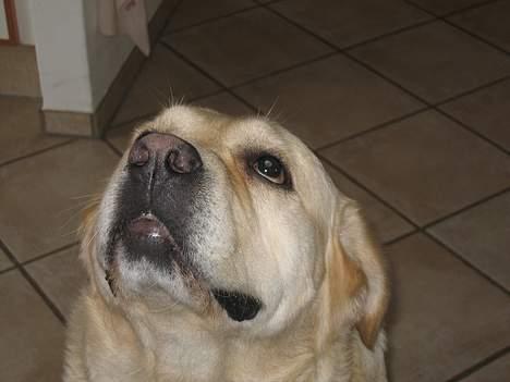 Labrador retriever Zack - Pølseeeee... Pølseeeeee... Pølseeeeee... Jeeeg.. Er hypnotiseret... Af en pølseeee... Pølseeee... billede 5