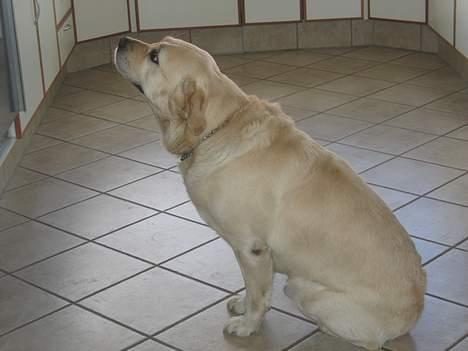 Labrador retriever Zack - Jeg.. har set en ... pølseeeeeeeeeeeeeeeeeeeeeeeeeeeeeeeee billede 6