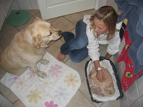 Labrador retriever Zack - Hele familien er forenet billede 7