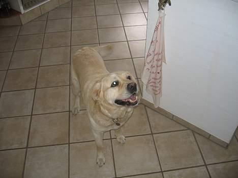 Labrador retriever Zack - Zacker Zacker Zacker Zacker Batmaaaaann billede 8