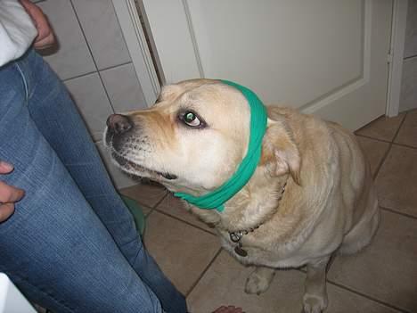 Labrador retriever Zack - Ninja-Dog! billede 9