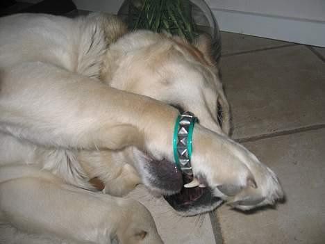 Labrador retriever Zack - JEG ER IKKE GANGSTA! Eller.. ihvetfald næsten ikke.. Det er ligemeget FÅ DET NITTEARMBÅND AF billede 10