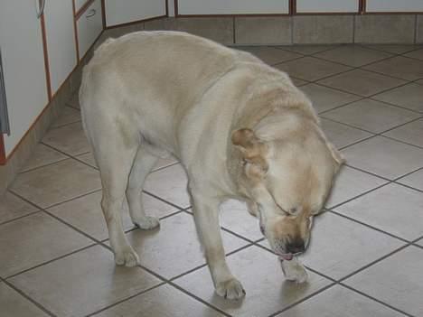 Labrador retriever Zack - Nys-Nys billede 11