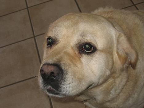 Labrador retriever Zack - Jeg er en engel billede 12