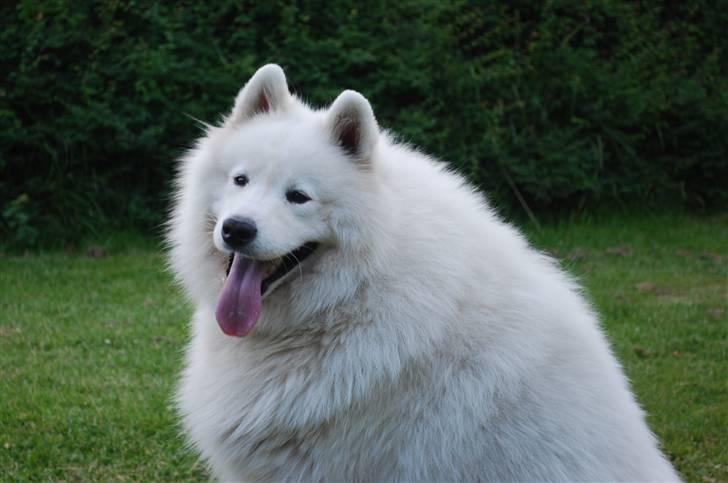 Samojedhund Boomer billede 1