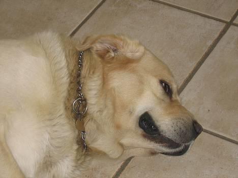 Labrador retriever Zack - Jeg er en TRÆT engel billede 13