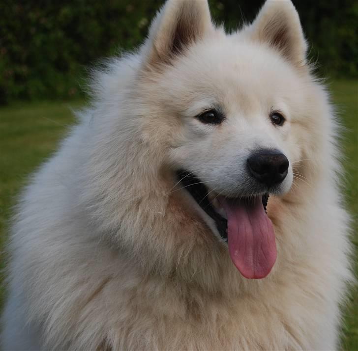 Samojedhund Boomer billede 6