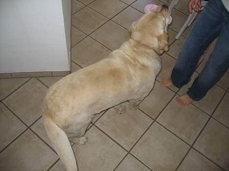 Labrador retriever Zack - Nu er jeg igen en vågen engel på 4 små tykke halvfede ben billede 14