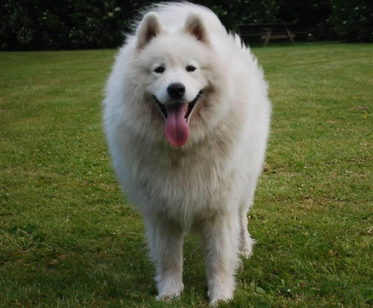 Samojedhund Boomer billede 9