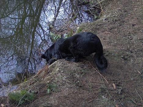 Blanding af racer Trunte (2002-2015) - 4-4-2006 ... jeg vil ned og baaade! billede 17