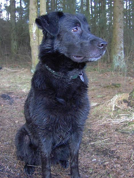 Blanding af racer Trunte (2002-2015) - 4-4-2006 .. jep jeg er dejlig våd efter jeg sprang i søen ;o) billede 18