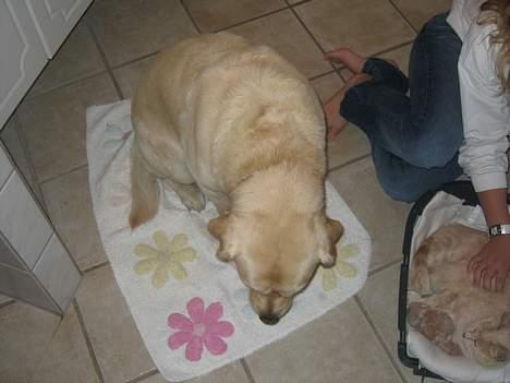 Labrador retriever Zack - Zack fra oven... Han får kæmmet lus? billede 15