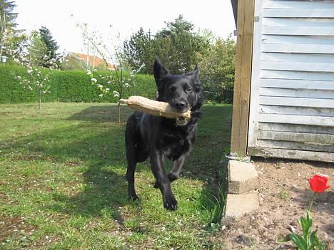 Blanding af racer Trunte (2002-2015) - 28. april 2007 billede 19