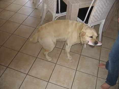 Labrador retriever Zack billede 16