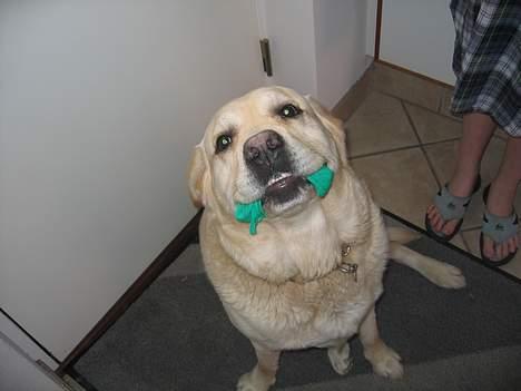 Labrador retriever Zack - Seee hvor søøøød jeg eeeer... Jeg er en ææææængeeeel... gå ikke fraaa miiiiig billede 17