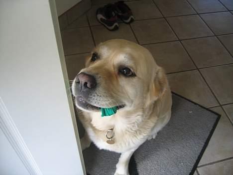 Labrador retriever Zack - Neeeeeeeeeeeeej!  Bliii heeer ! Jeg vil ikke være alene hjemme.. Hulk billede 18
