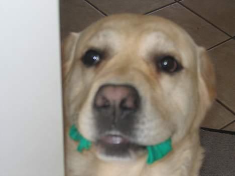 Labrador retriever Zack - This is VERY Home Alone billede 19