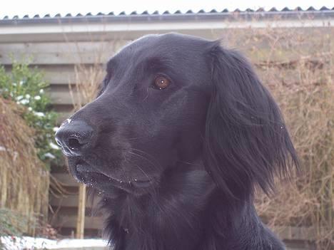 Flat coated retriever Baloo billede 1