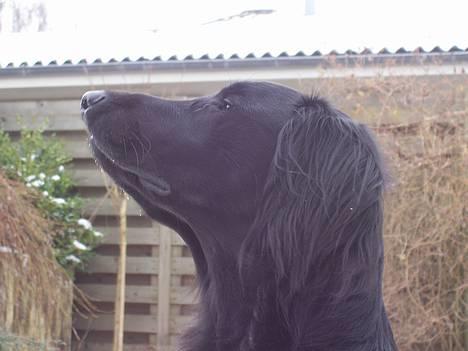 Flat coated retriever Baloo - Uhhh hvad er det for en god lugt? billede 2